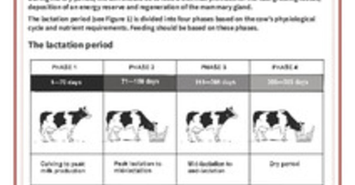 How to feed lactating cows
